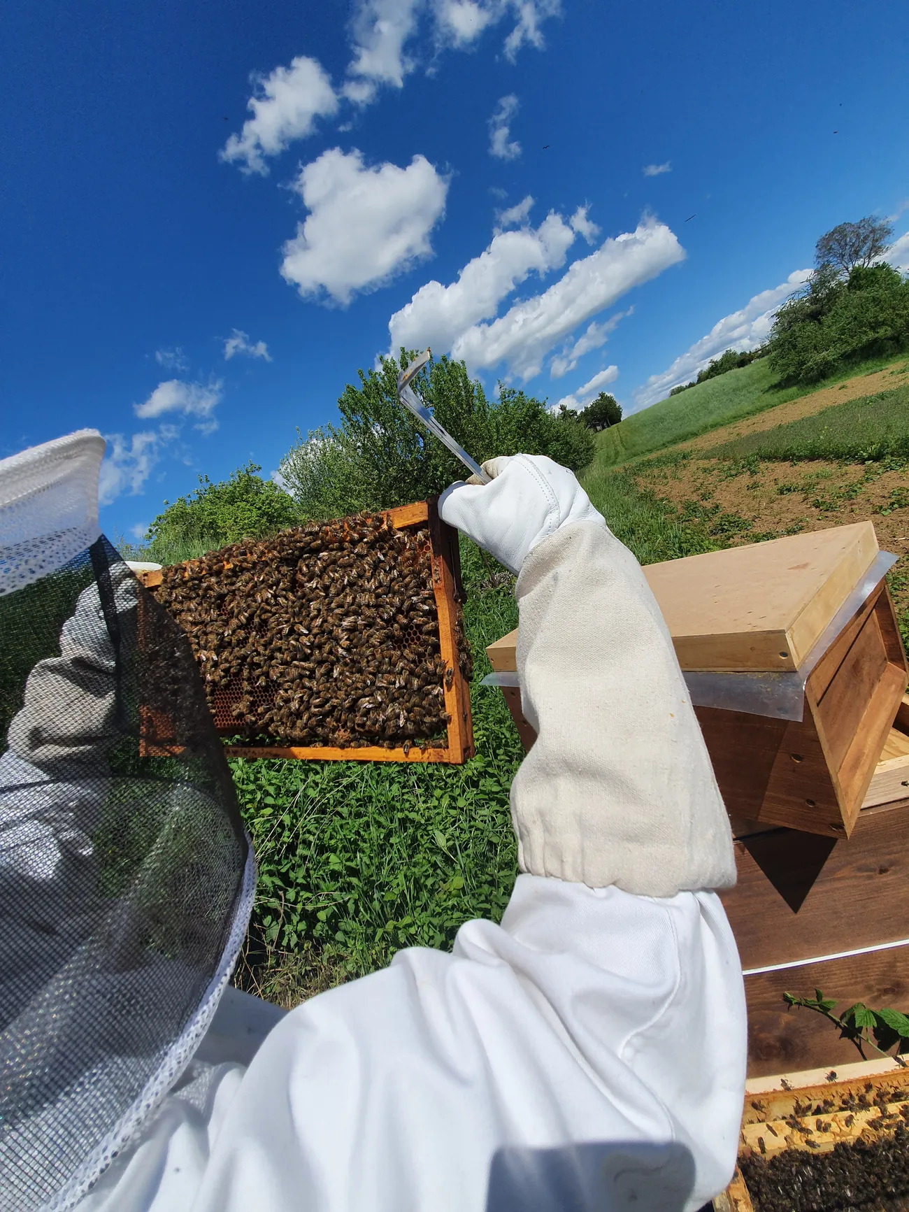 Imker im weißen Anzug hält eine Bienenwabe vor blauen Himmel mit Wolken