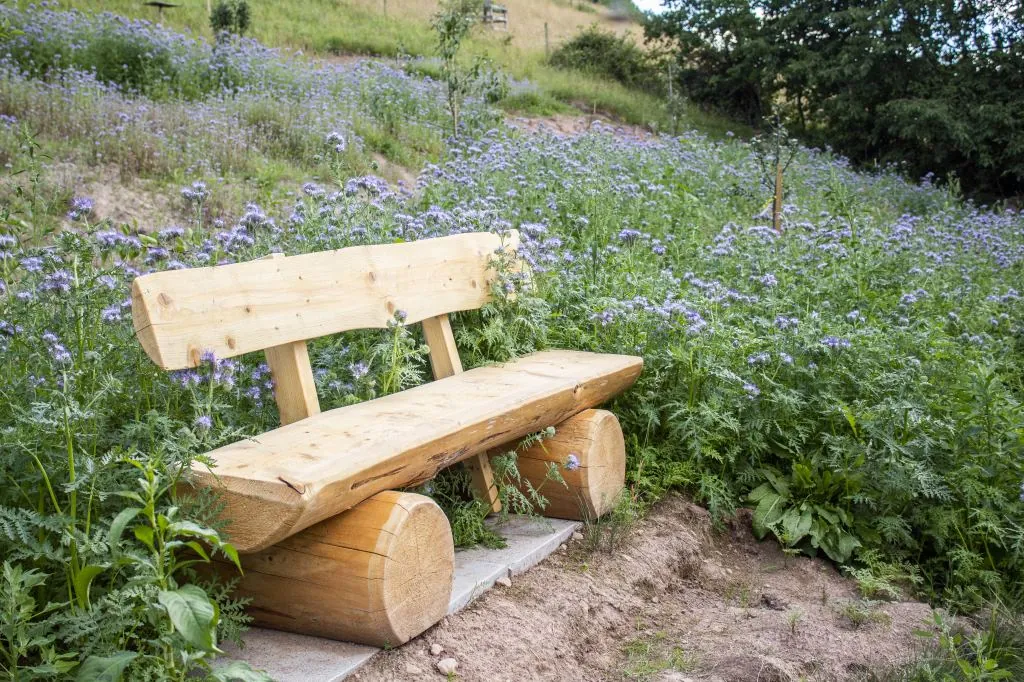 Selbstgebaute Holzbank inmitten eines blühenden Phacelia-Feldes
