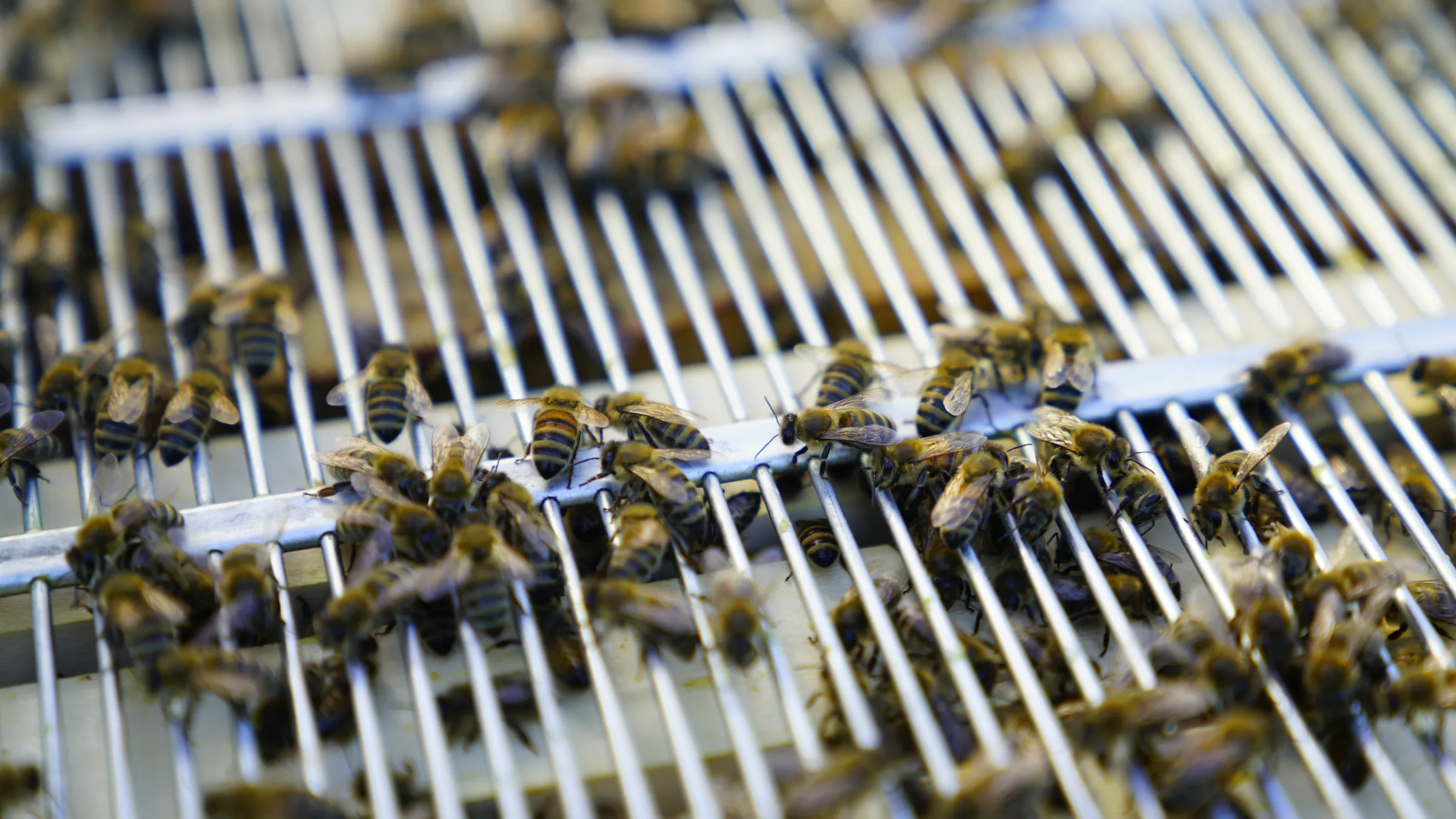 Bienen auf den großen Rähmchen im Bienenstock