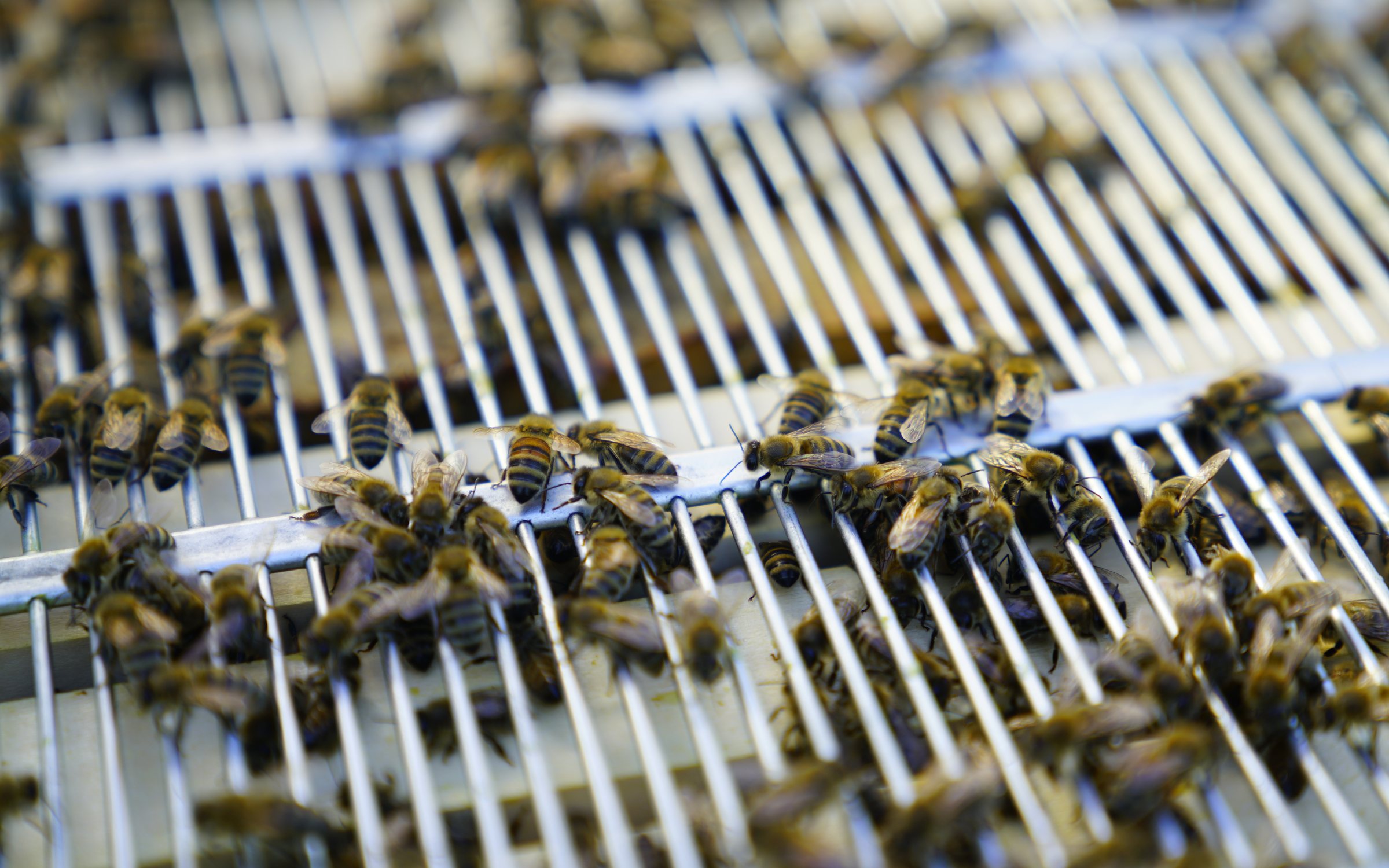 Bienen auf einem goldenen Wabenrähmchen im Bienenstock