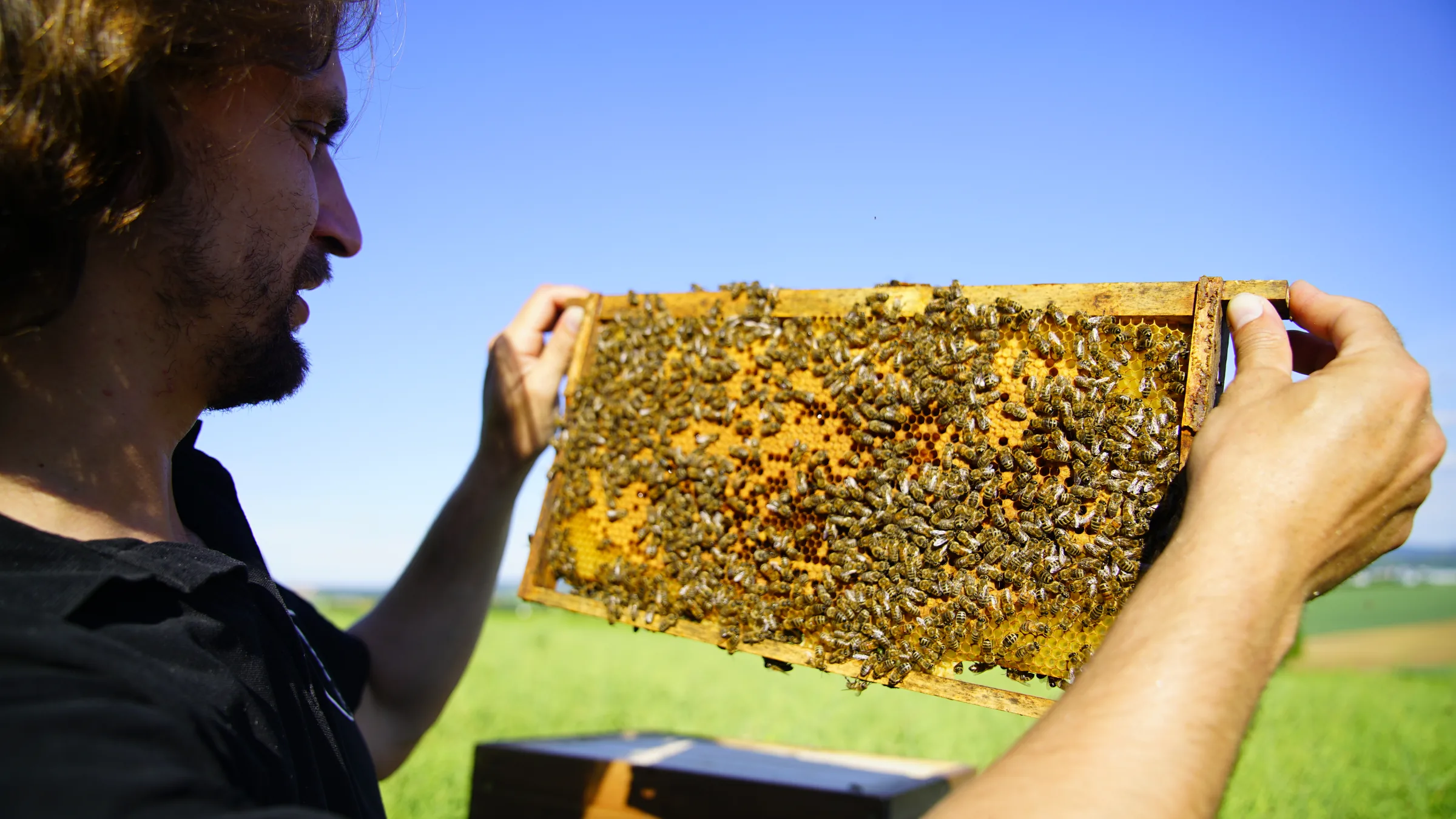 Imker der Brüder Rupp hält ein großes Rähmchen voller Bienen vor blauem Himmel