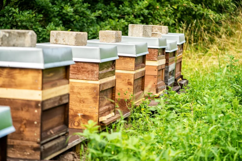 Bienenstöcke im hohen Gras