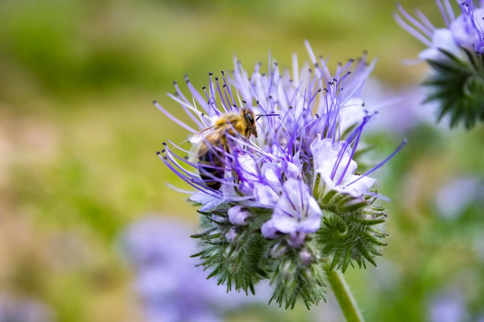 Honigbiene auf einer violetten Phacelia-Blüte