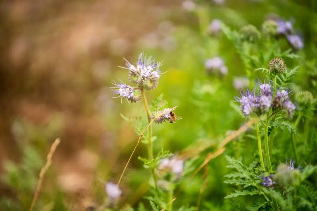 Biene über einem Feld blühender Phacelia