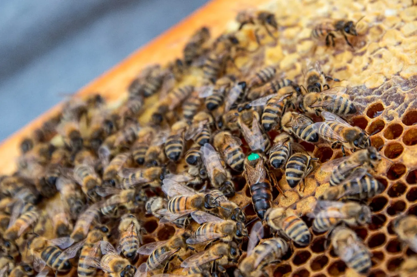 Bienenkönigin, grün markiert, inmitten ihres Volkes auf der Wabe