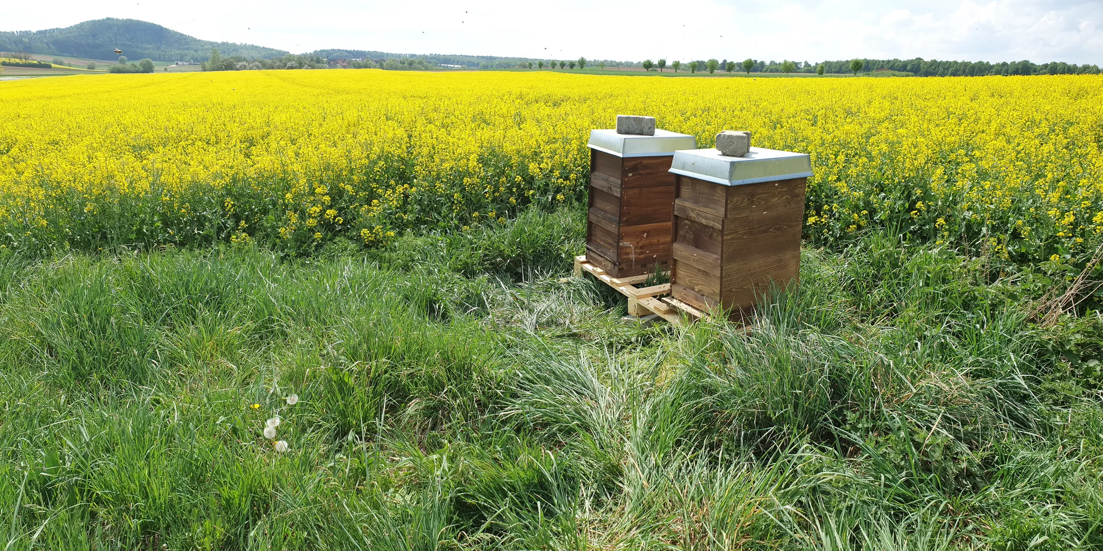 Bienenstöcke aus der Vogelperspektive zwischen grüner Wiese und blühendem Rapsfeld