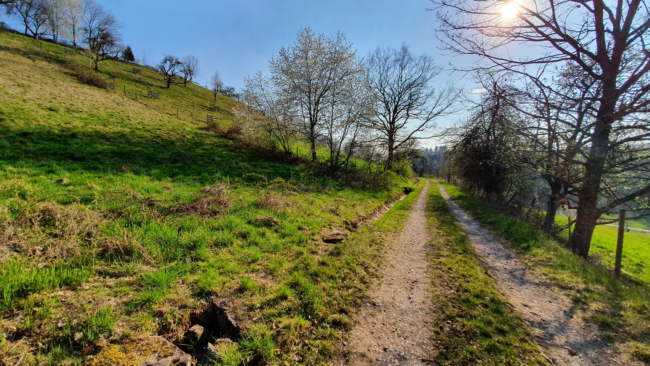 Sonniger Feldweg durch das hügelige Unterland mit Streuobst und Wiesen